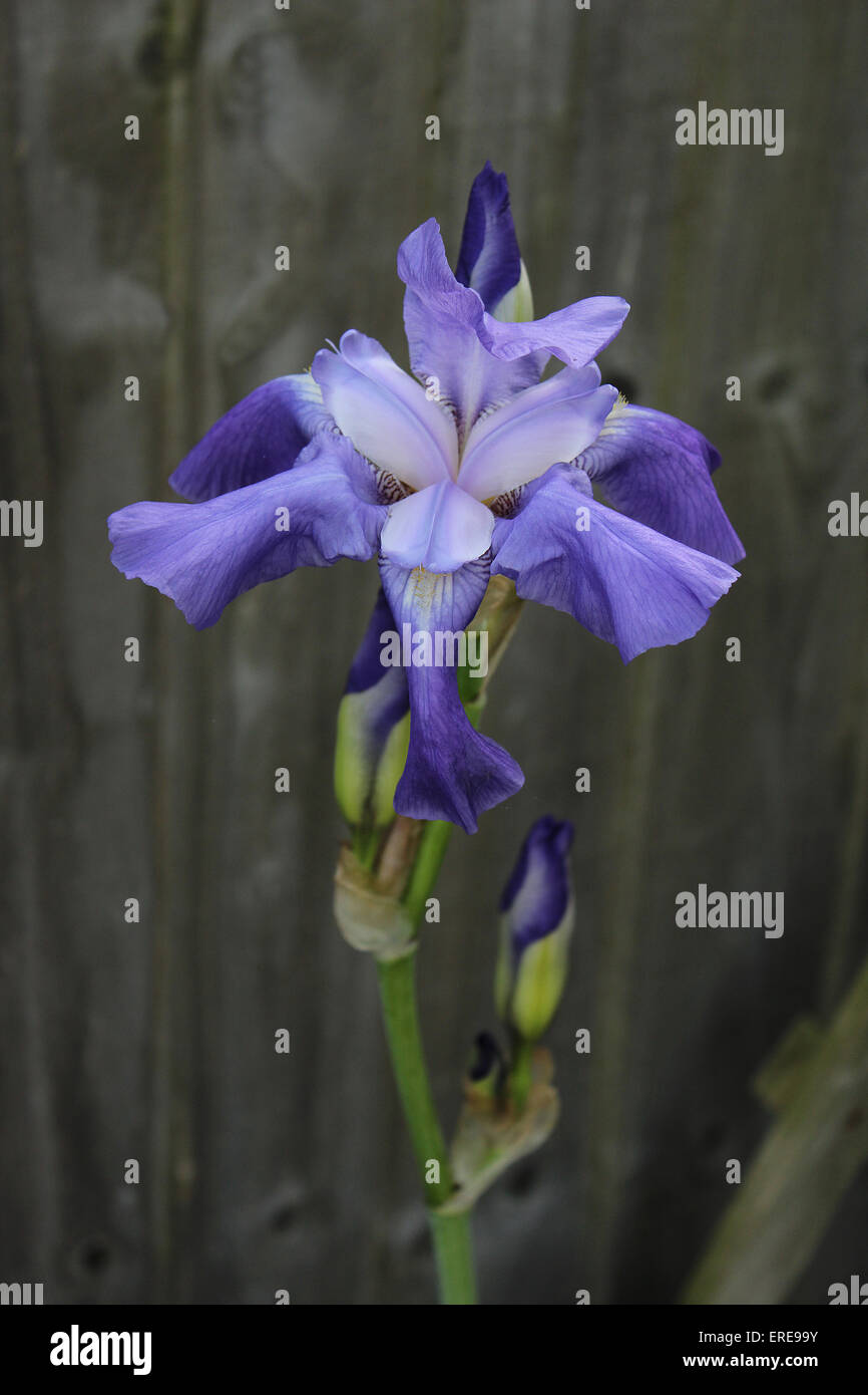Inghilterra Dorset Fiori da Giardino barbuto Iris Peter Baker Foto Stock