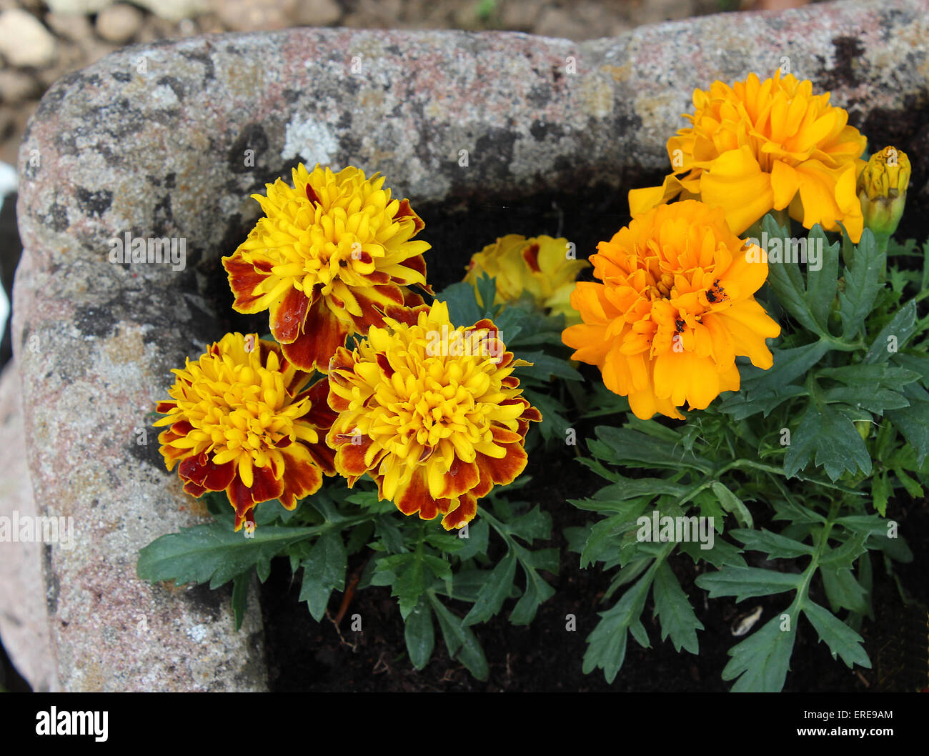Inghilterra Dorset Fiori da Giardino Francese Le calendule in una terrazza pot Peter Baker Foto Stock