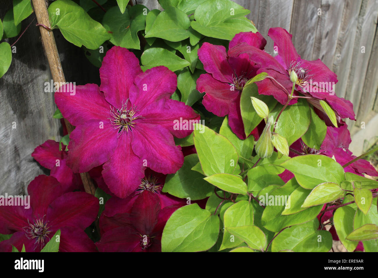 Inghilterra Dorset Fiori da Giardino Clematis nozze di rubino Peter Baker Foto Stock