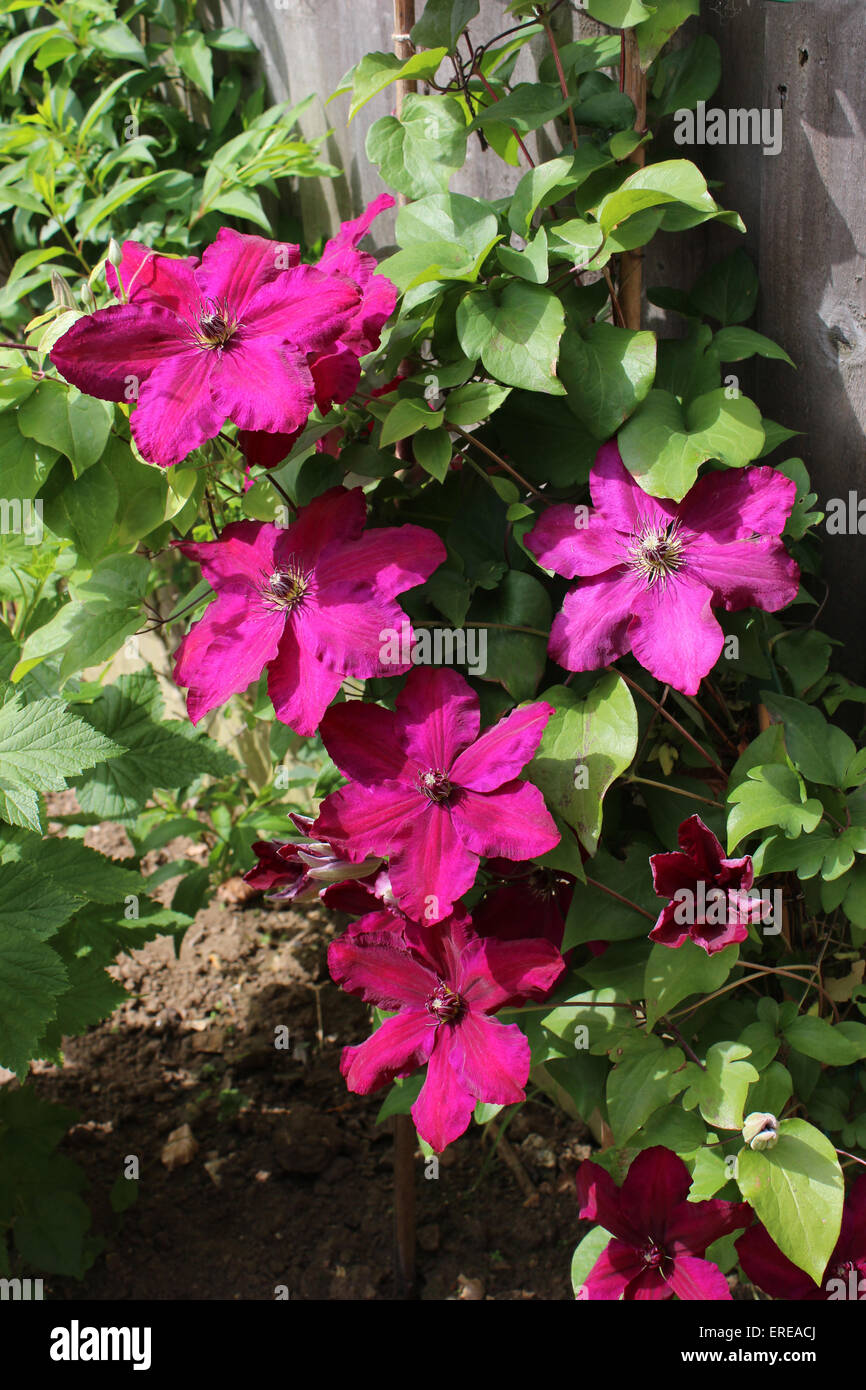 Inghilterra Dorset Fiori da Giardino Clematis nozze di rubino Peter Baker Foto Stock