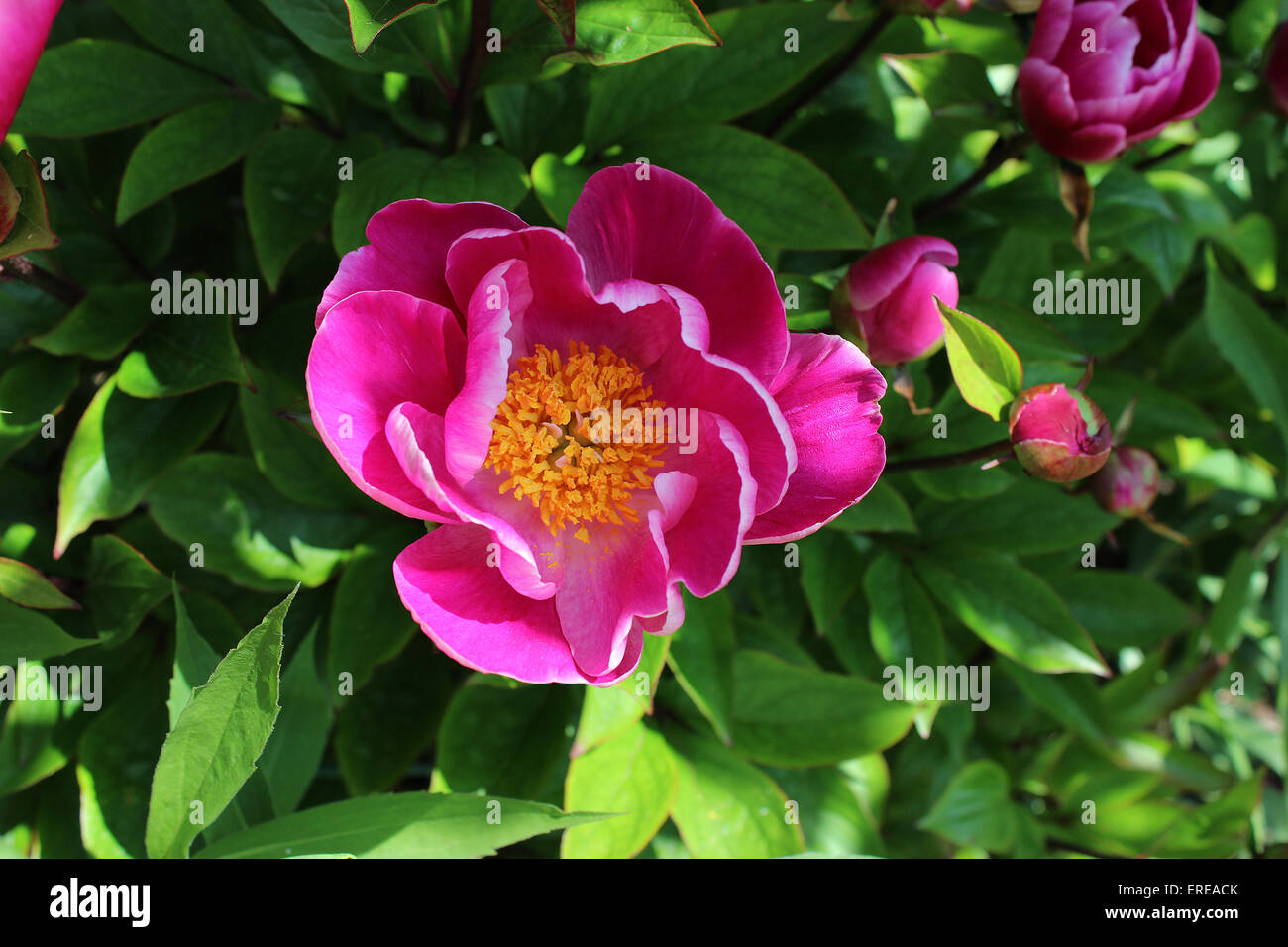 Inghilterra Dorset fiore giardino peonia (anemone) Globo di luce Peter Baker Foto Stock