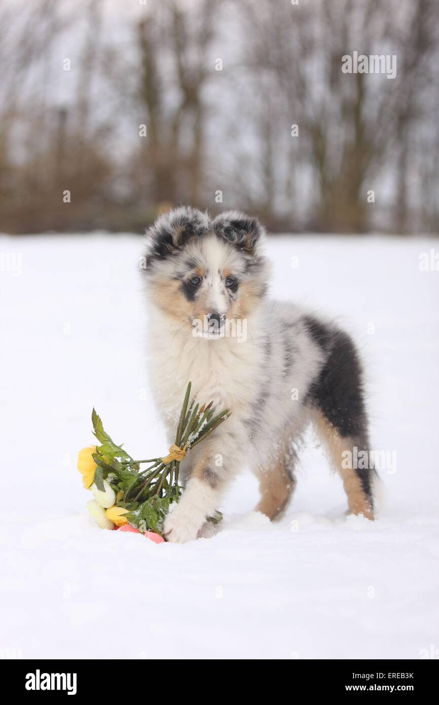 Shetland Sheepdog cucciolo Foto Stock