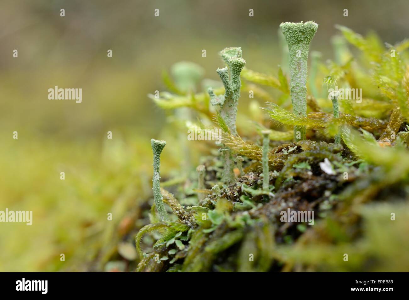 Pixie cup lichen (Cladonia fimbriata) con formazione di spore tazze riproduttiva, che cresce su un registro di muschio, GWT boschi inferiore riserva, Glo Foto Stock