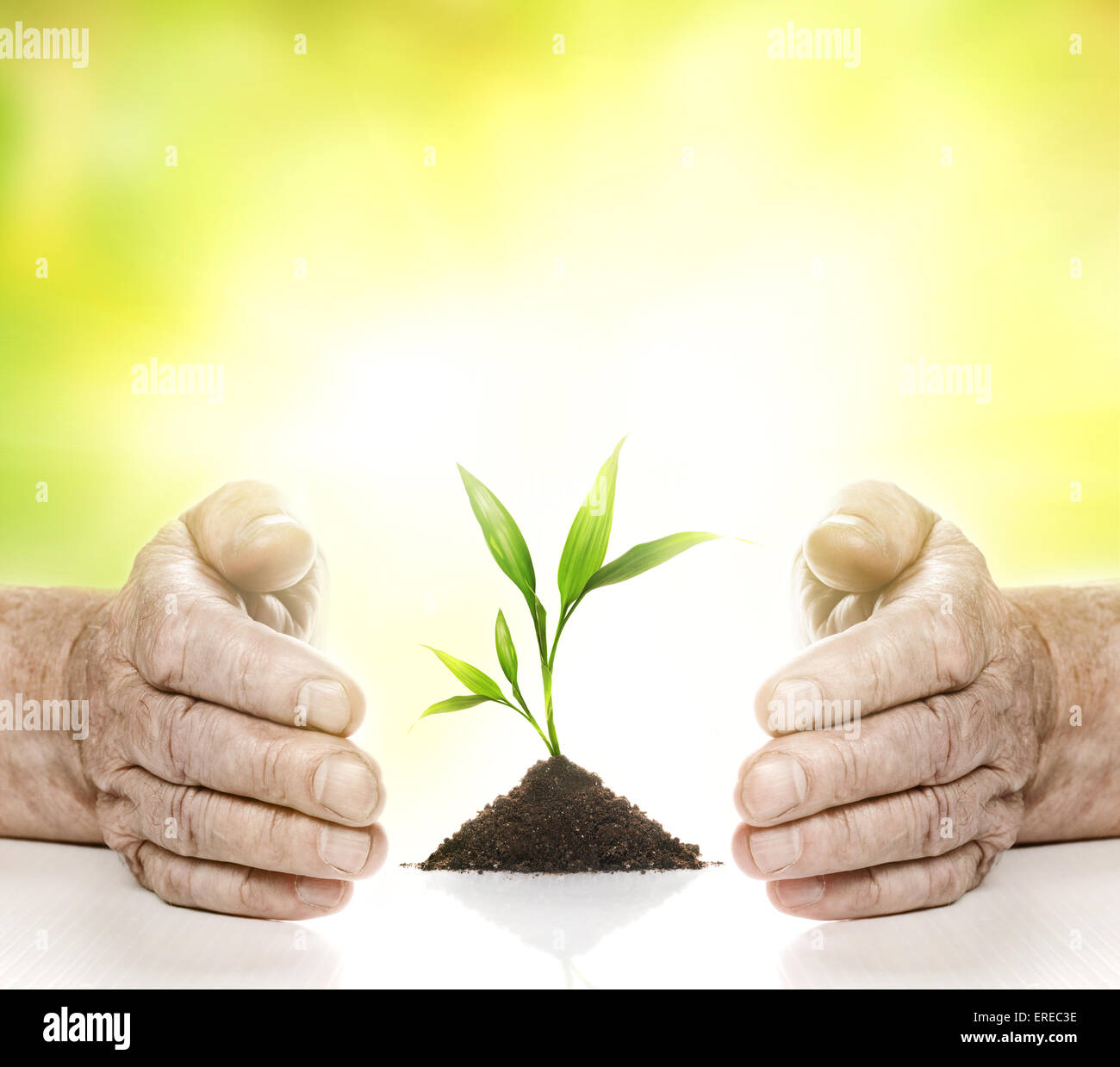 Vecchie mani e pianta giovane tra di essi Foto Stock
