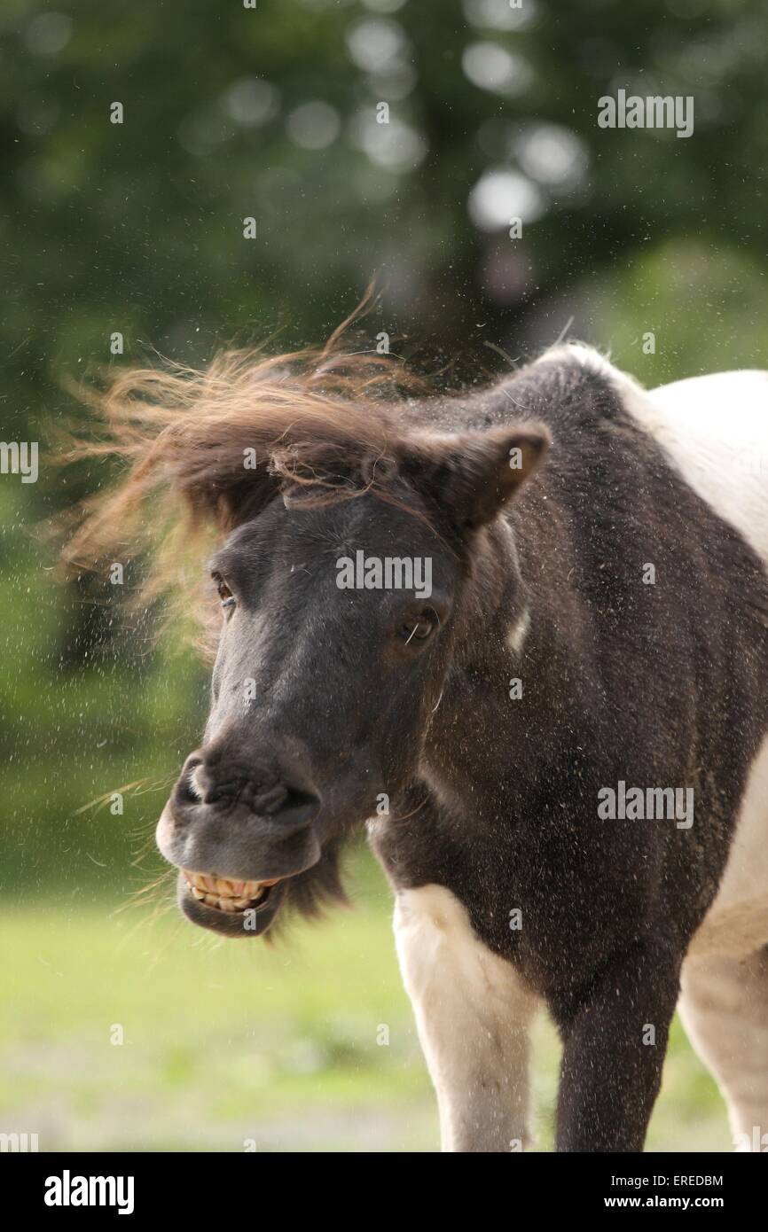 Pony Shetland ritratto Foto Stock