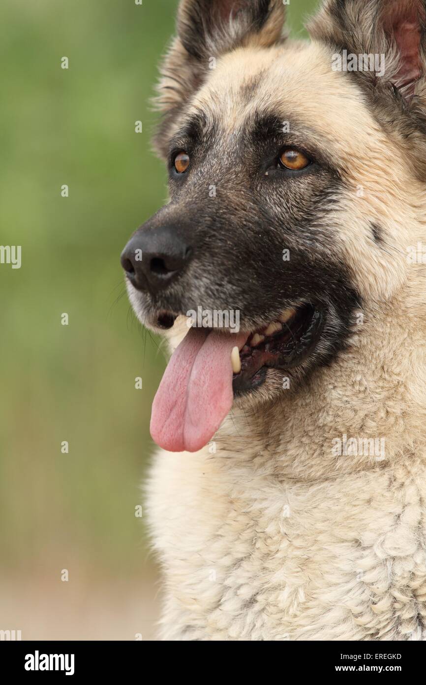 Mongrel viso Foto Stock