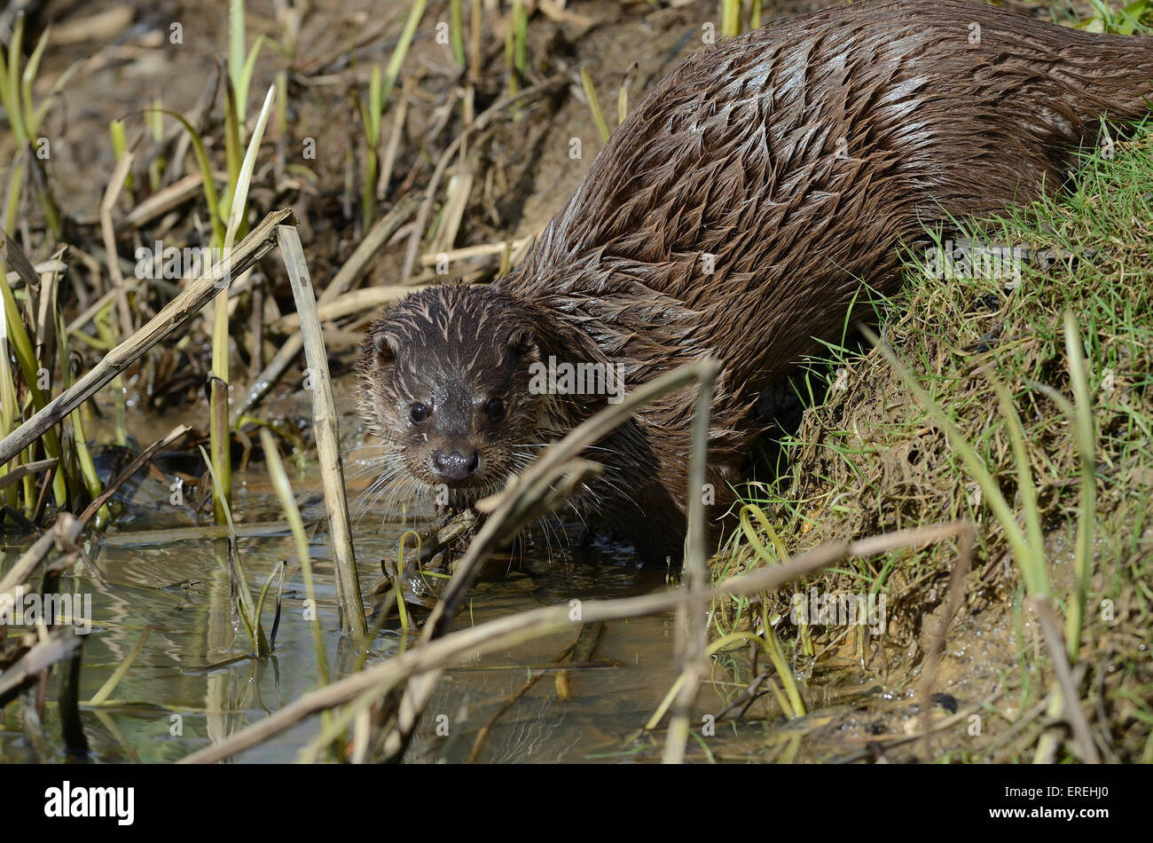 Otter scorrevole nella banca fangoso REGNO UNITO Foto Stock