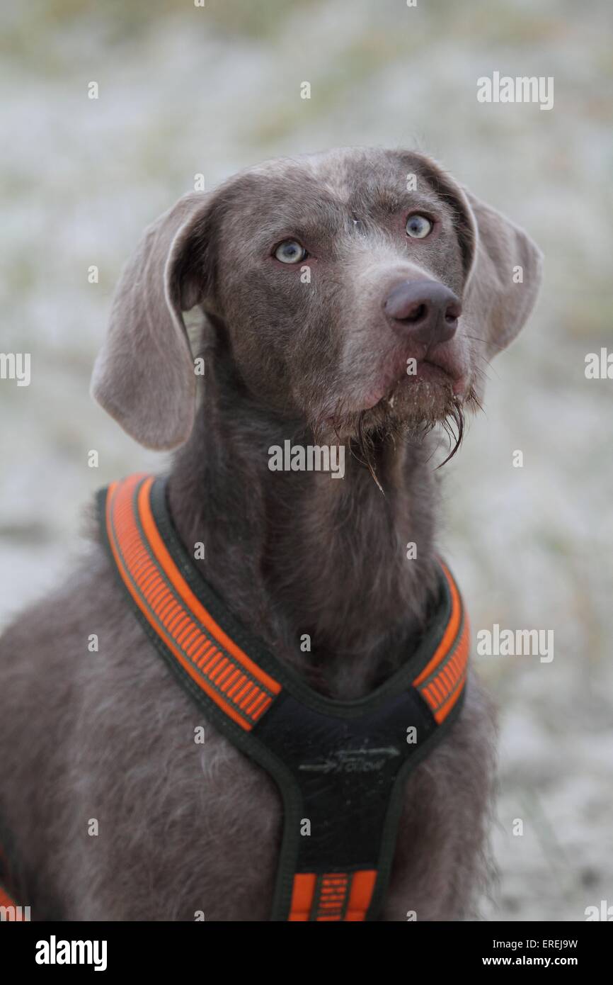 Filo slovacco a pelo del cane di puntamento verticale Foto Stock