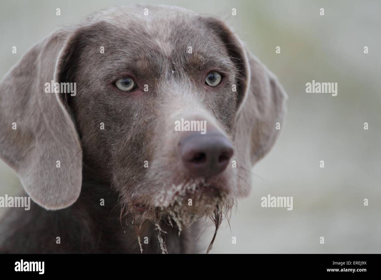 Filo slovacco a pelo del cane di puntamento verticale Foto Stock