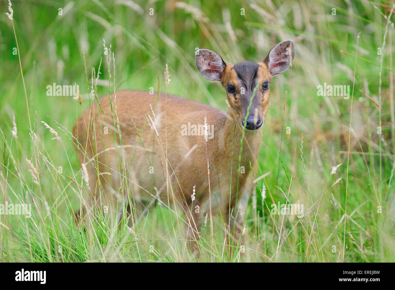 Muntjac deer in erba lunga REGNO UNITO Foto Stock