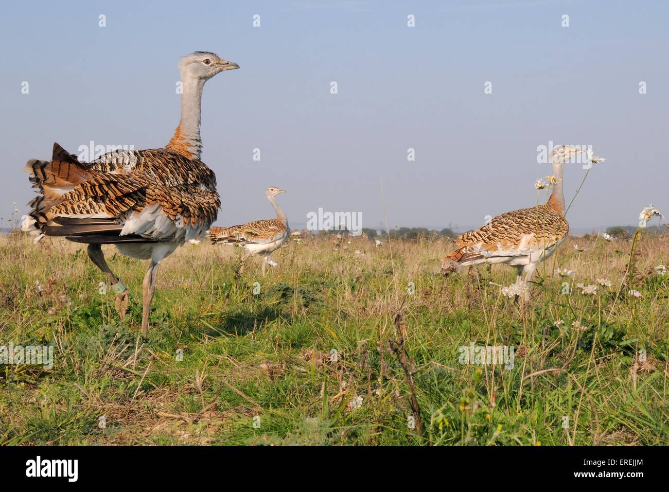 Tre ha rilasciato di recente giovani grande Bustards (Otis tarda) passeggiate sulla Piana di Salisbury, parte di un progetto di reintroduzione. Foto Stock