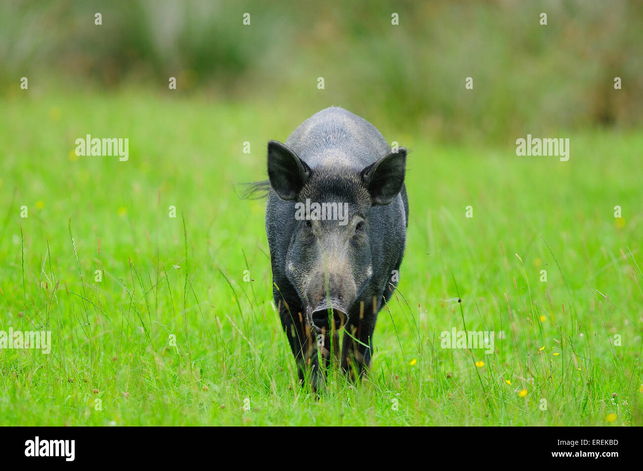 Femmina di cinghiale in campo (prigioniero). Devon UK Luglio 2014 Foto Stock