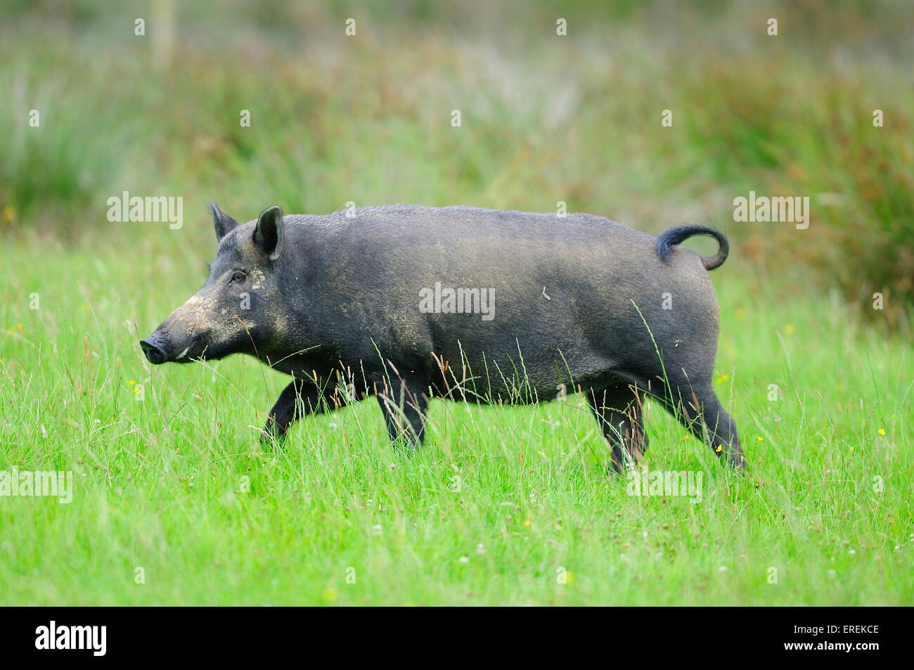 Femmina di cinghiale in campo (prigioniero). Devon UK Luglio 2014 Foto Stock