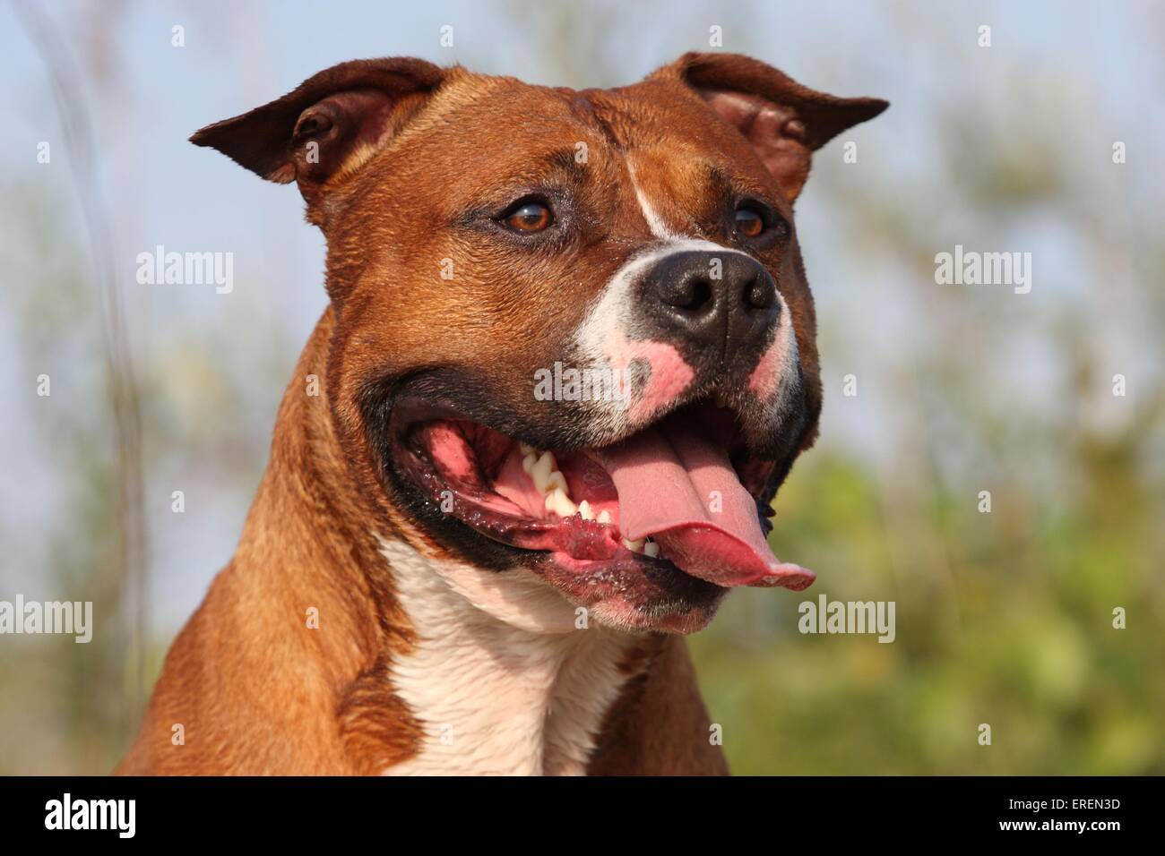 American Staffordshire Terrier ritratto Foto Stock