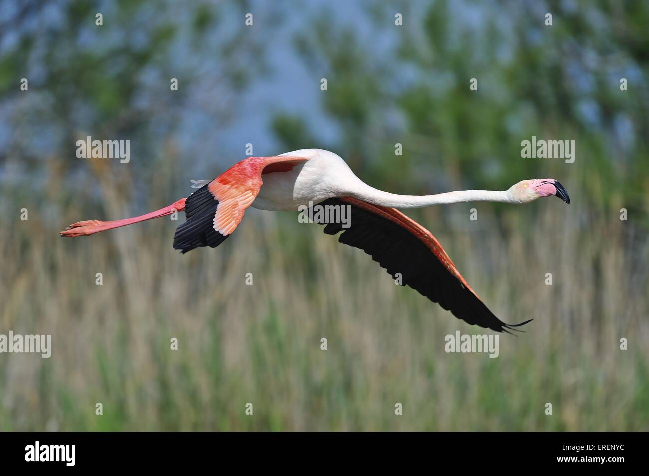 Fenicottero maggiore Foto Stock