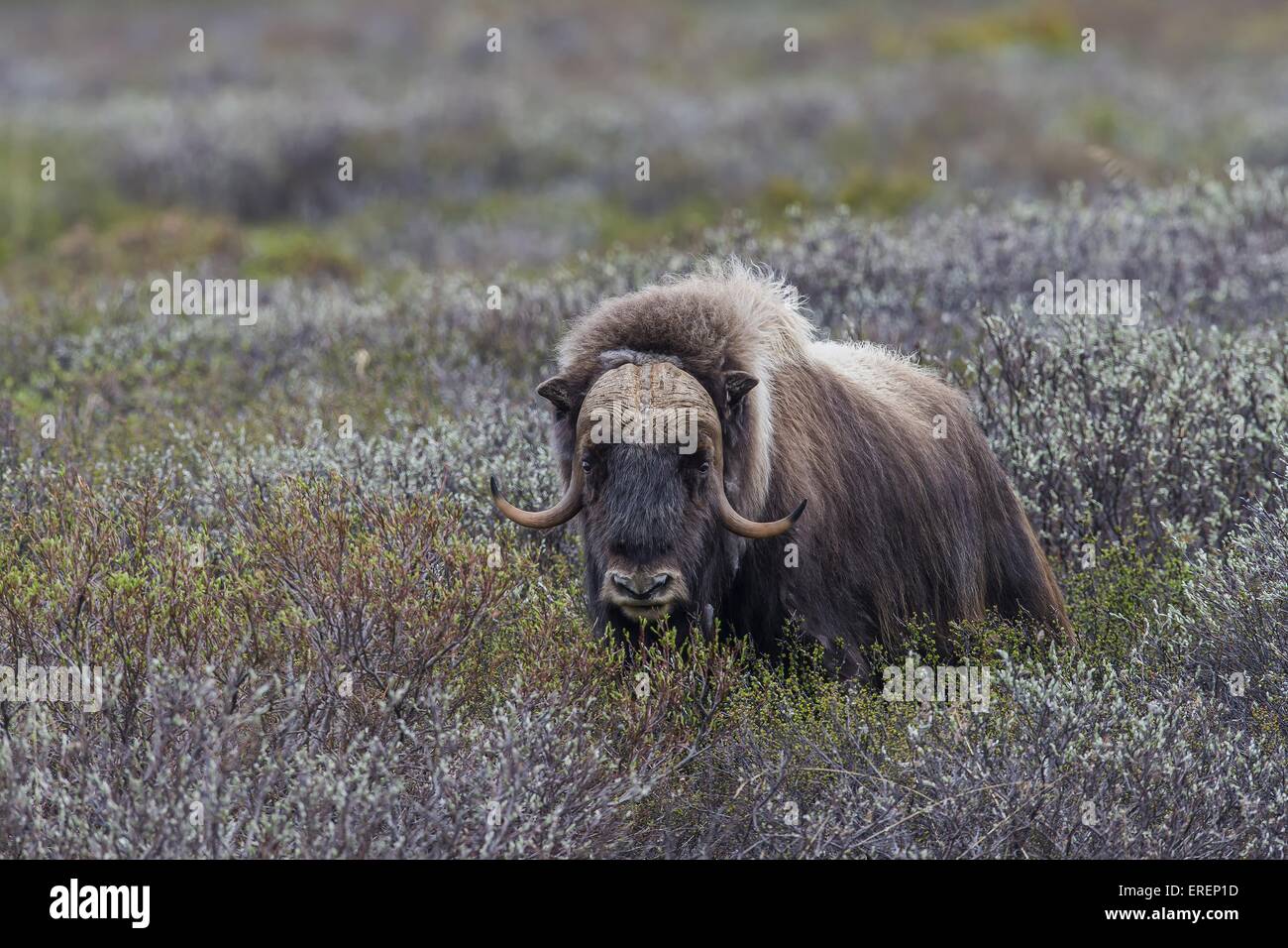 Musk ox Foto Stock