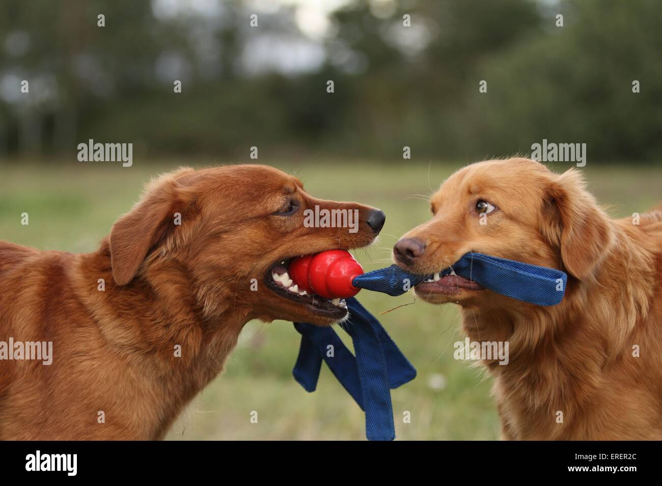 2 Nova Scotia Duck Tolling Retriever Foto Stock