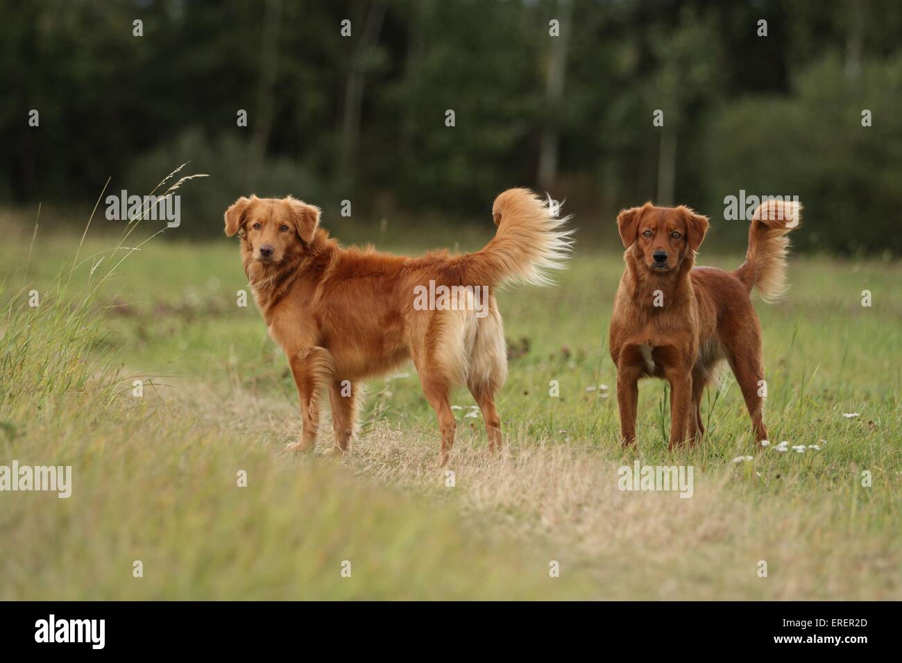2 Nova Scotia Duck Tolling Retriever Foto Stock