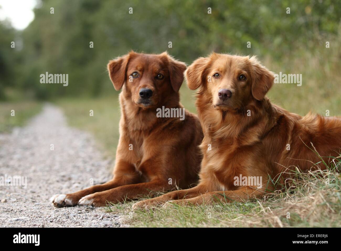 2 Nova Scotia Duck Tolling Retriever Foto Stock