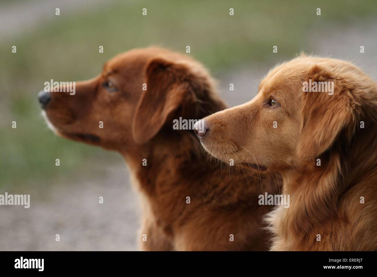 2 Nova Scotia Duck Tolling Retriever Foto Stock