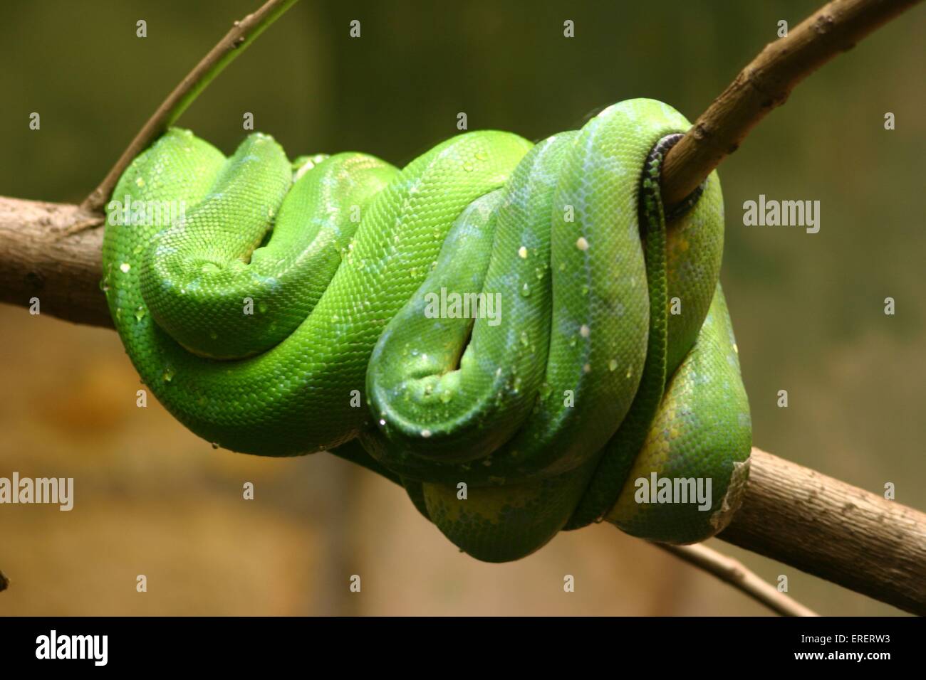 serpente Foto Stock