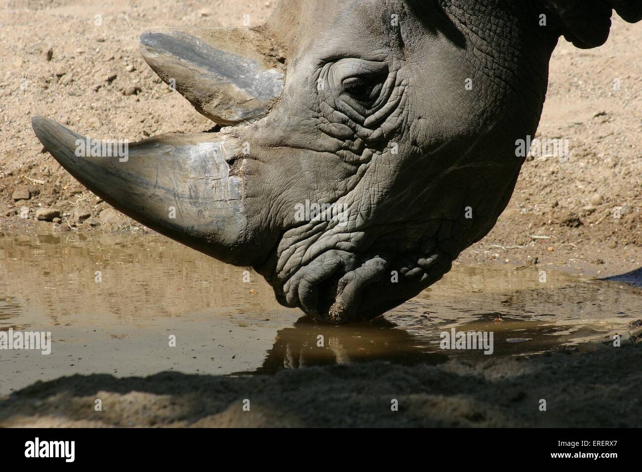 Quadrati di rinoceronte a labbro Foto Stock