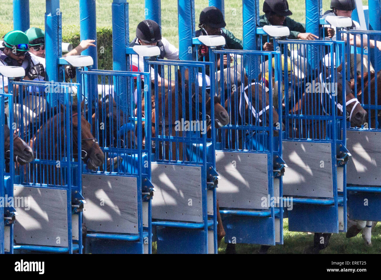 Cancelli di Partenza Gara - allevamento di cavalli per andare scoppio dei paddock gates a Belmont Park New York Foto Stock