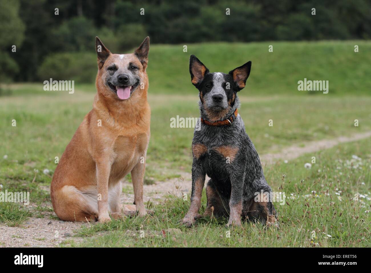 2 Australian bovini cani Foto Stock