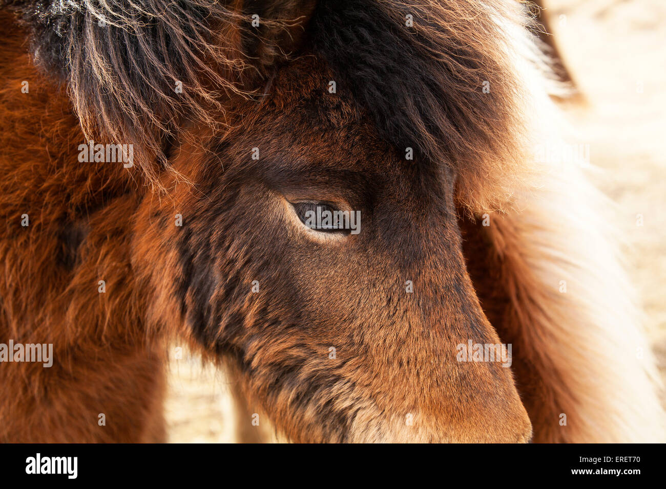 Primo piano di due marrone pony islandese Foto Stock