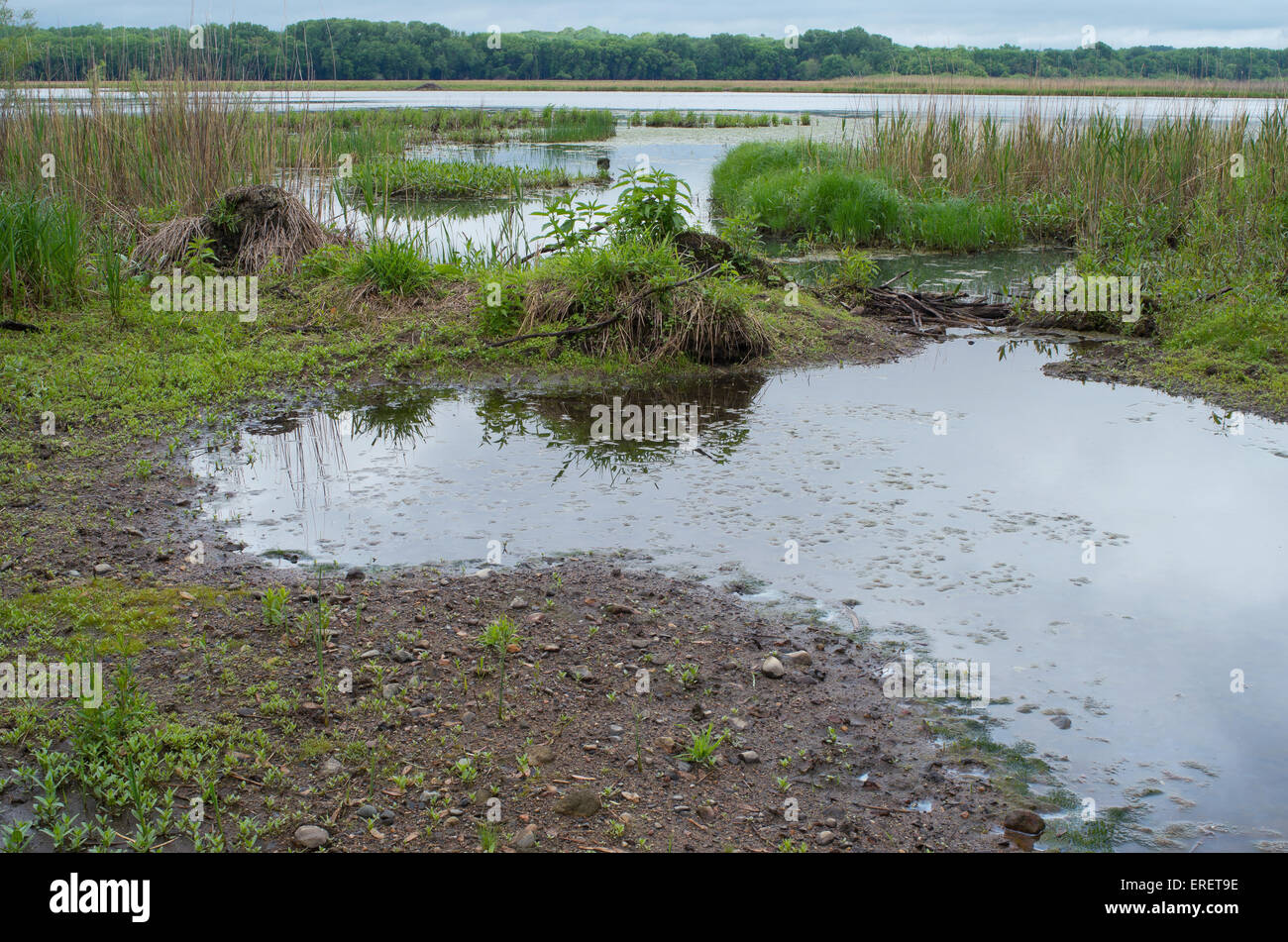 riserva naturale della minnesota valley lungo le acque e la foresta di cannoni club lago e i fondali del fiume minnesota Foto Stock