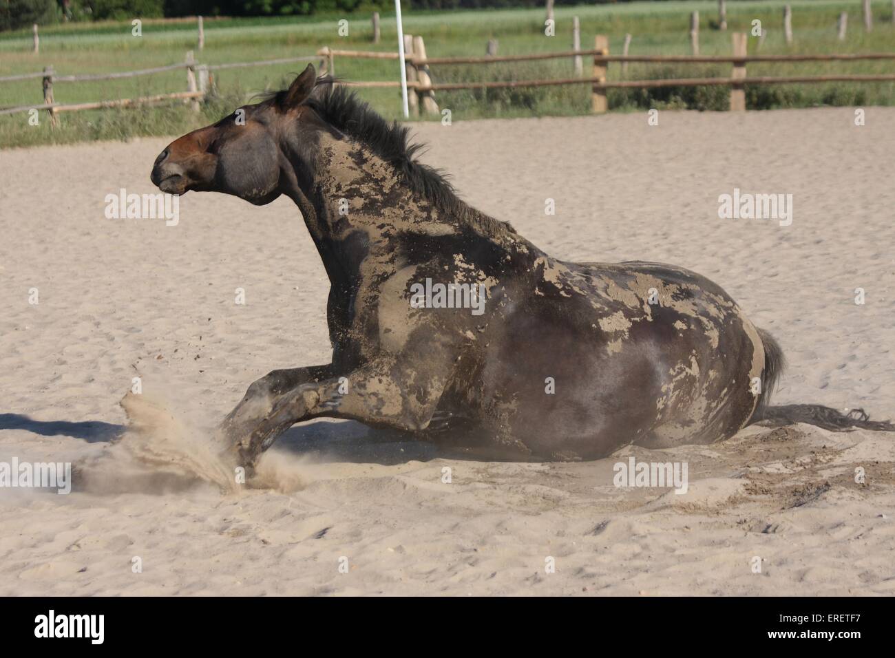 Warmblood Foto Stock