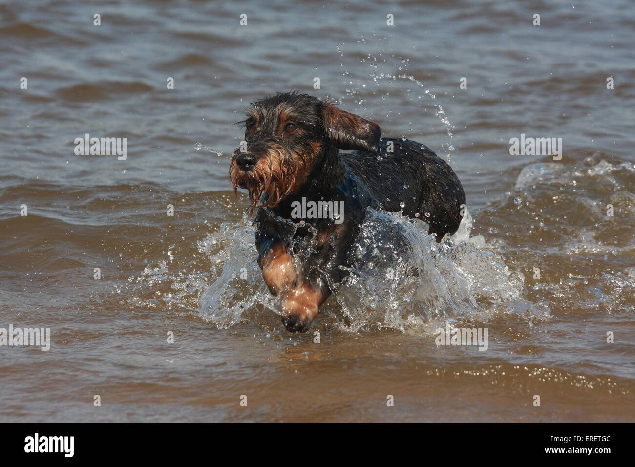 La balneazione wirehaired Bassotto Foto Stock