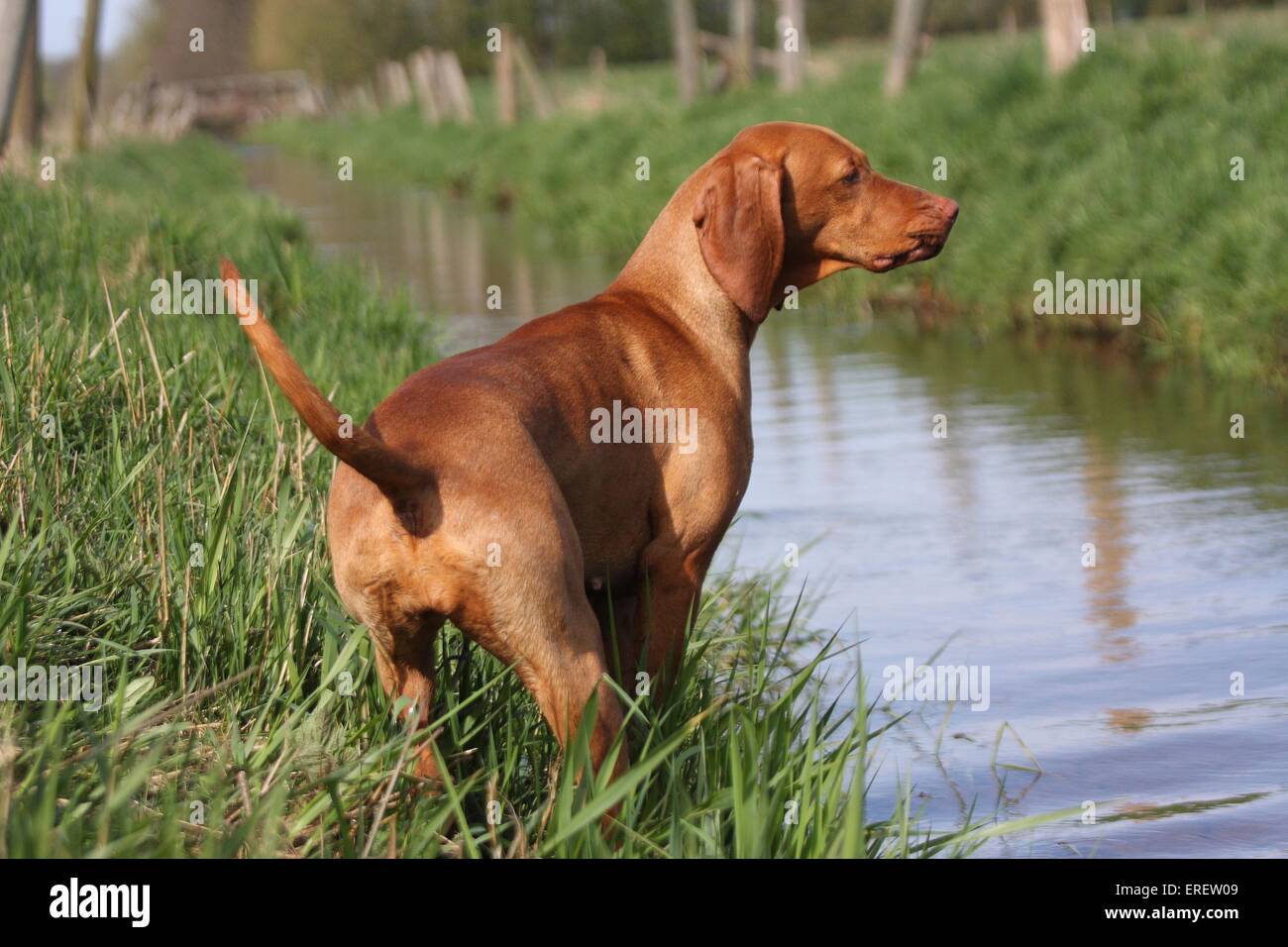 Shorthaired Magyar Vizsla Foto Stock