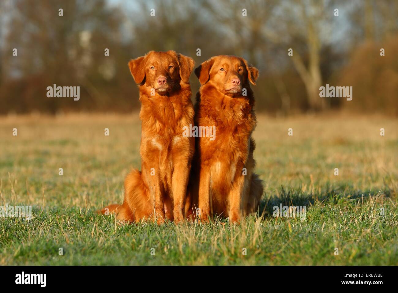 2 Nova Scotia Duck Tolling Retriever Foto Stock