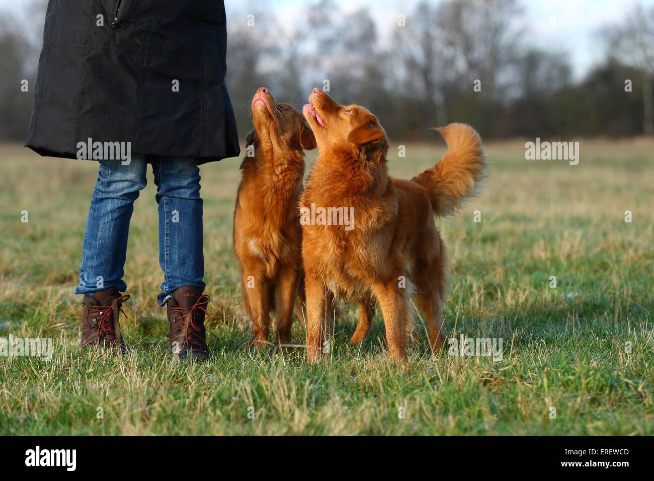 2 Nova Scotia Duck Tolling Retriever Foto Stock