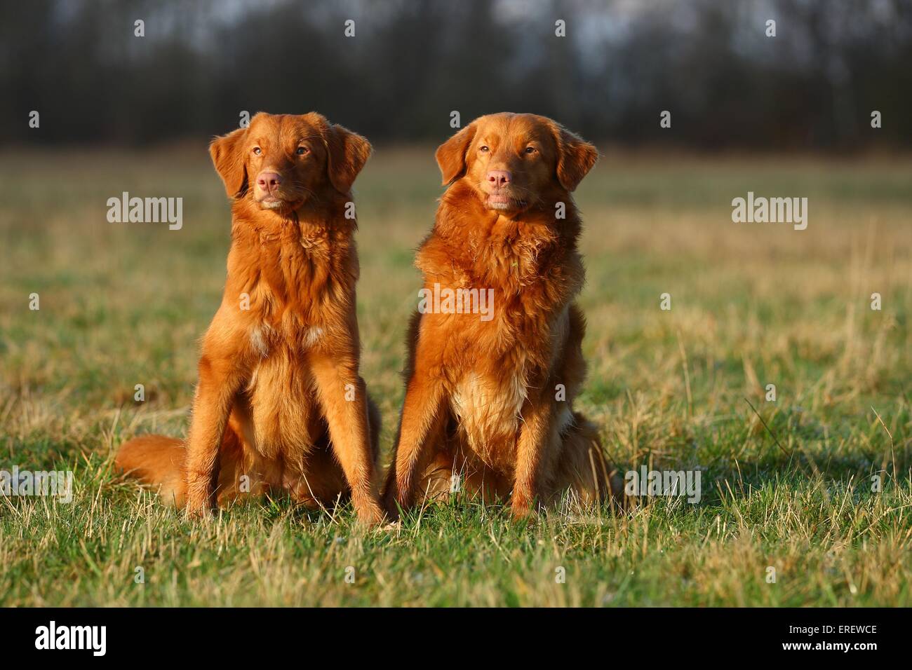 2 Nova Scotia Duck Tolling Retriever Foto Stock