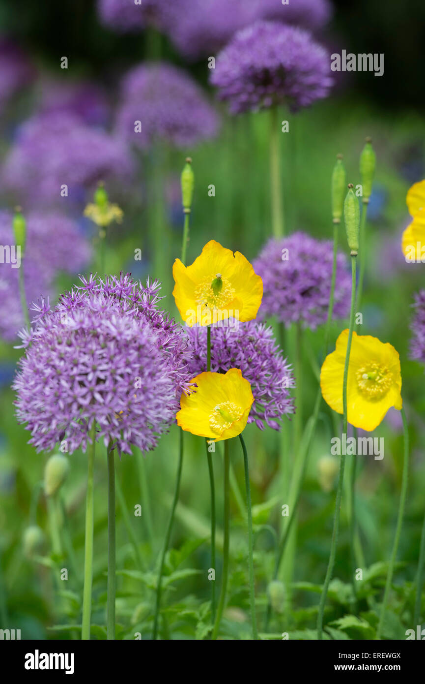 Meconopsis cambrica. Welsh papaveri tra Allium viola sensazione fiori in un giardino inglese Foto Stock