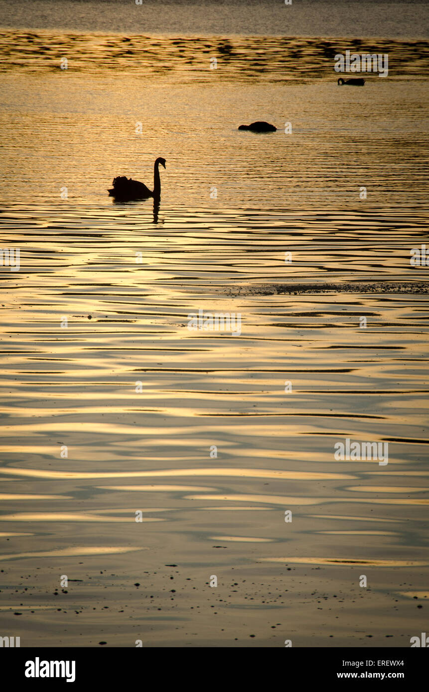 Cigni neri sulle acque all'alba, Pauatahanui ingresso, Porirua, Wellington, Isola del nord, Nuova Zelanda Foto Stock