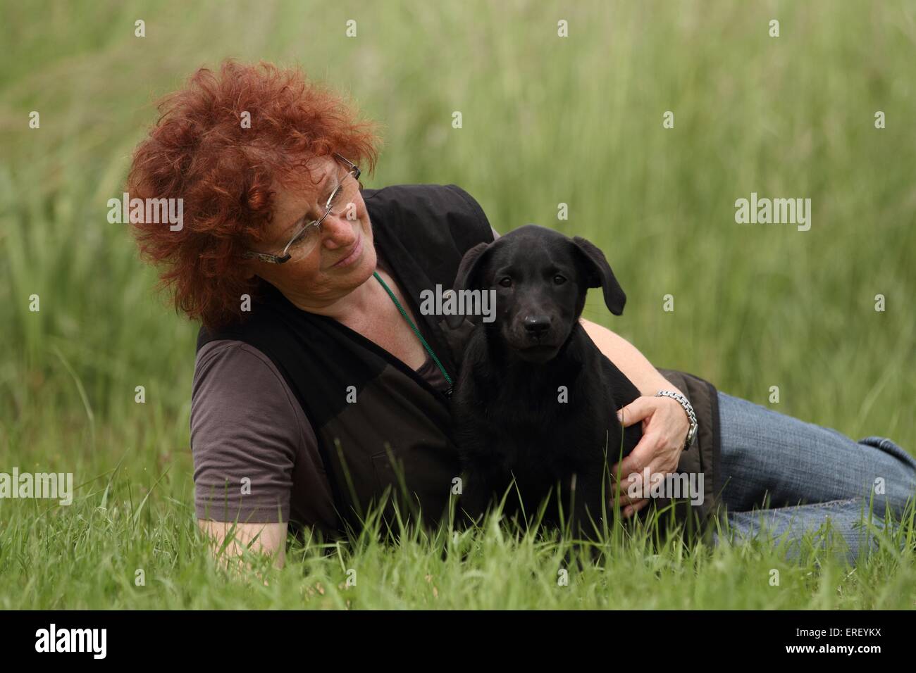 Il Labrador Retriever cucciolo Foto Stock