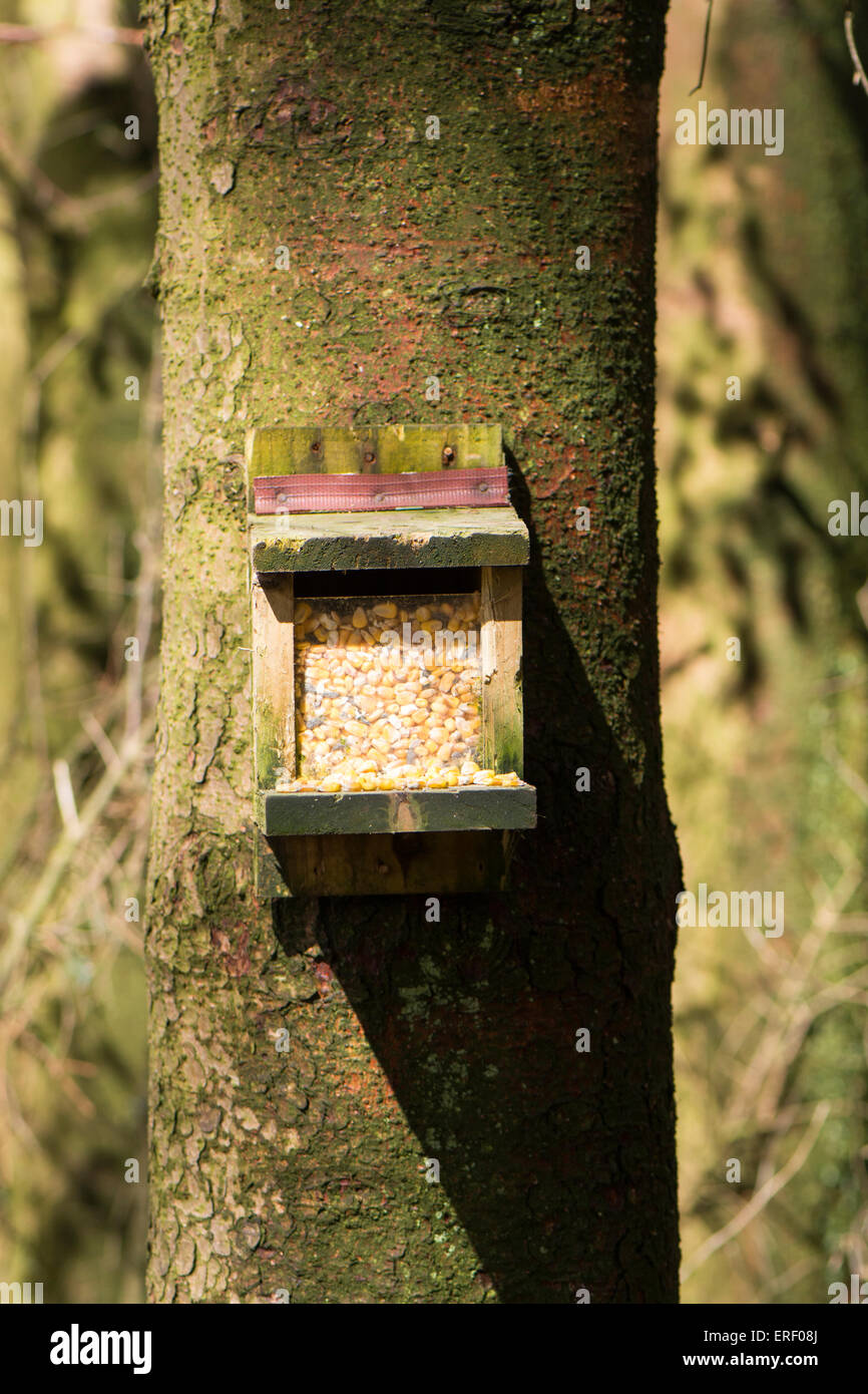 Alimentatore di scoiattolo con mais in per attirare gli scoiattoli grigi in modo che essi possano essere intrappolati in una zona con gli scoiattoli rossi. Cumbria, Regno Unito Foto Stock