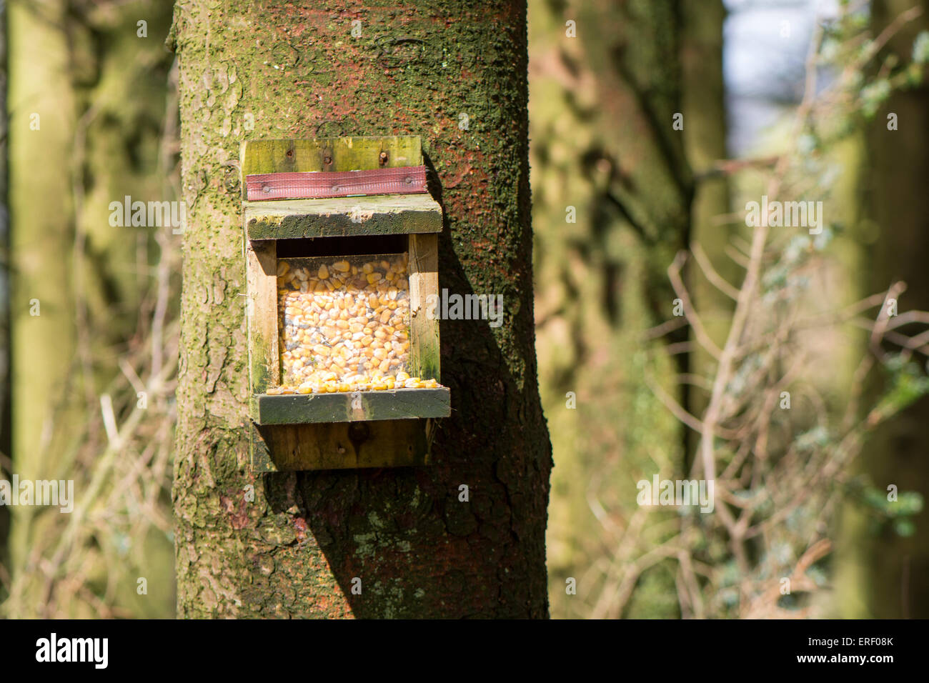 Alimentatore di scoiattolo con mais in per attirare gli scoiattoli grigi in modo che essi possano essere intrappolati in una zona con gli scoiattoli rossi. Cumbria, Regno Unito Foto Stock