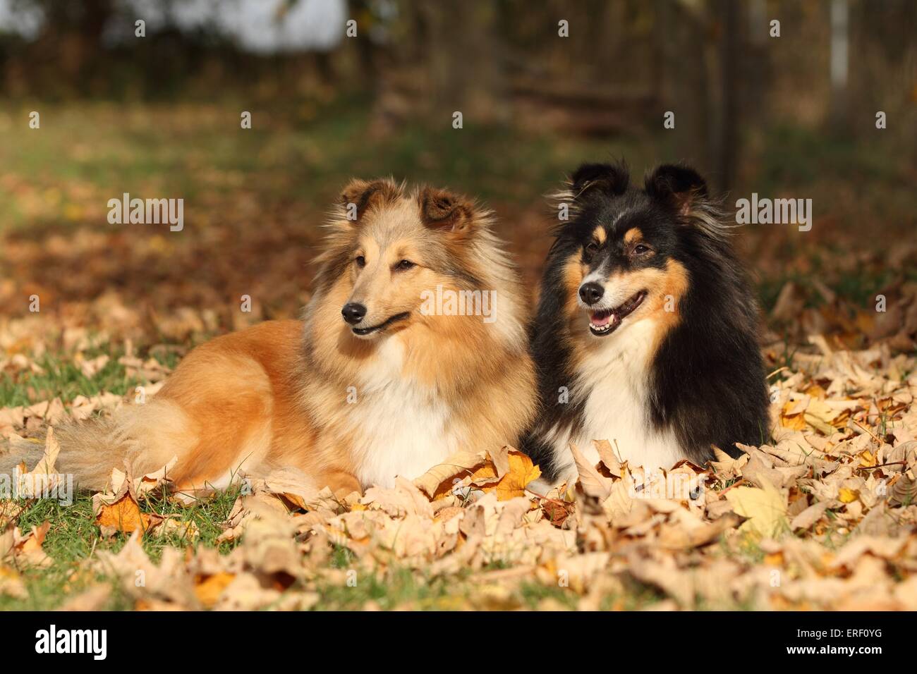 Shetland Sheepdogs Foto Stock