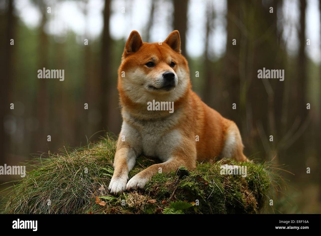 menzogne Shiba Inu Foto Stock