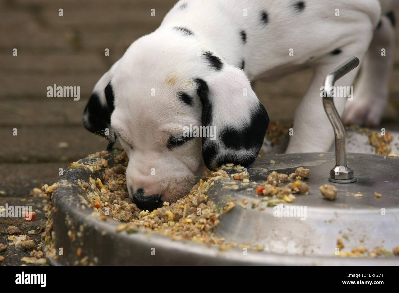 Cucciolo dalmata Foto Stock