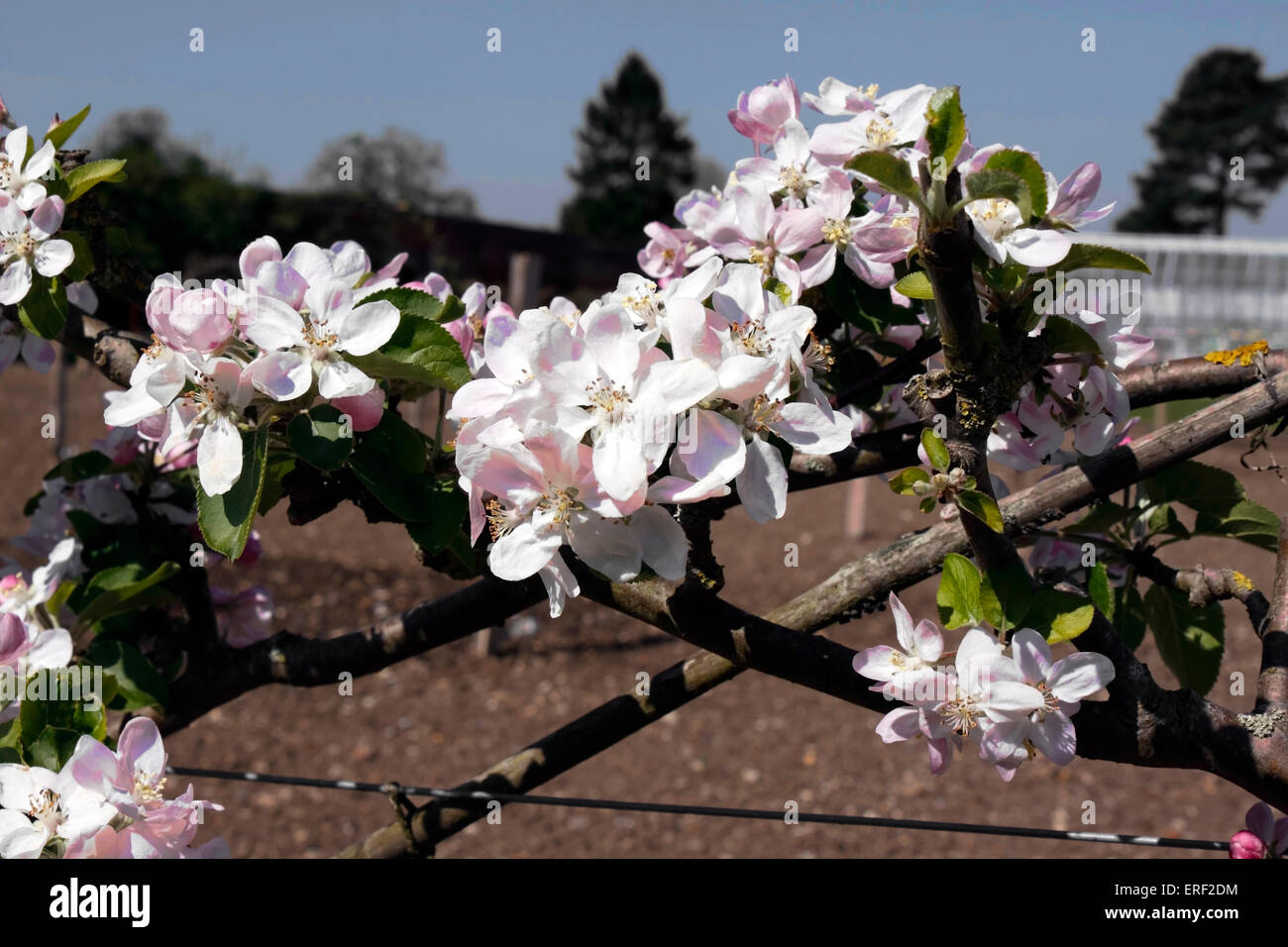 Fiore di JOANETING XVI secolo patrimonio apple in inglese Foto Stock