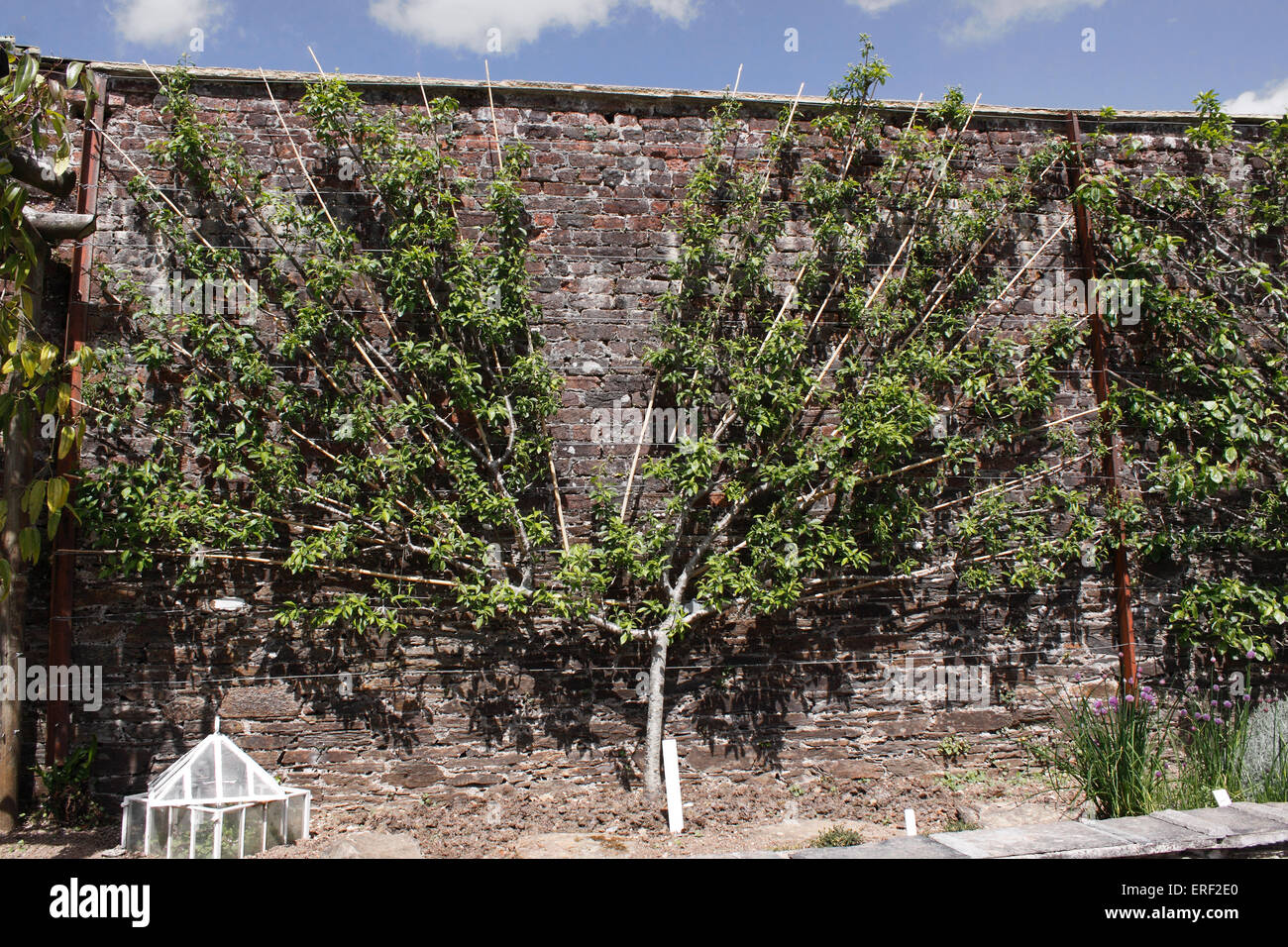 ALBERO DI PRUGNE COLTIVATO A VENTAGLIO SHROPSHIRE PRUNE. Foto Stock