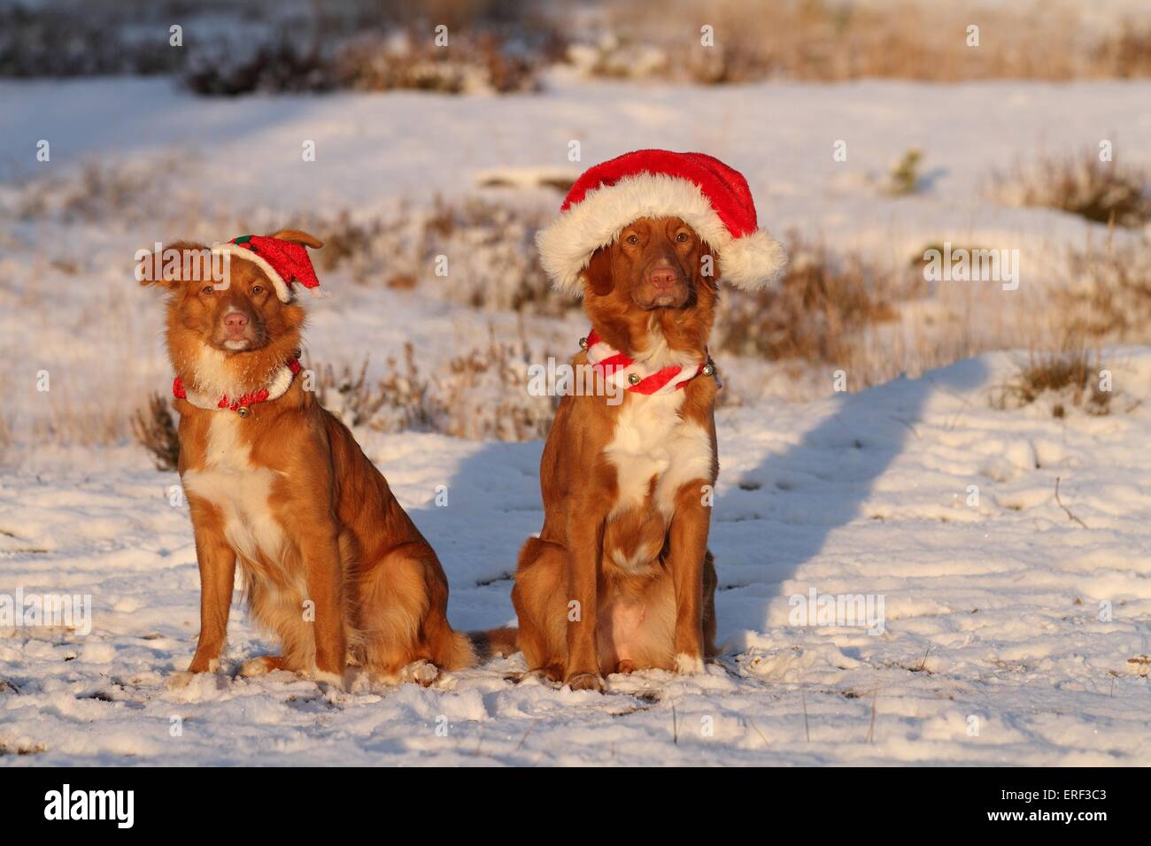 2 Nova Scotia Duck Tolling Retriever Foto Stock