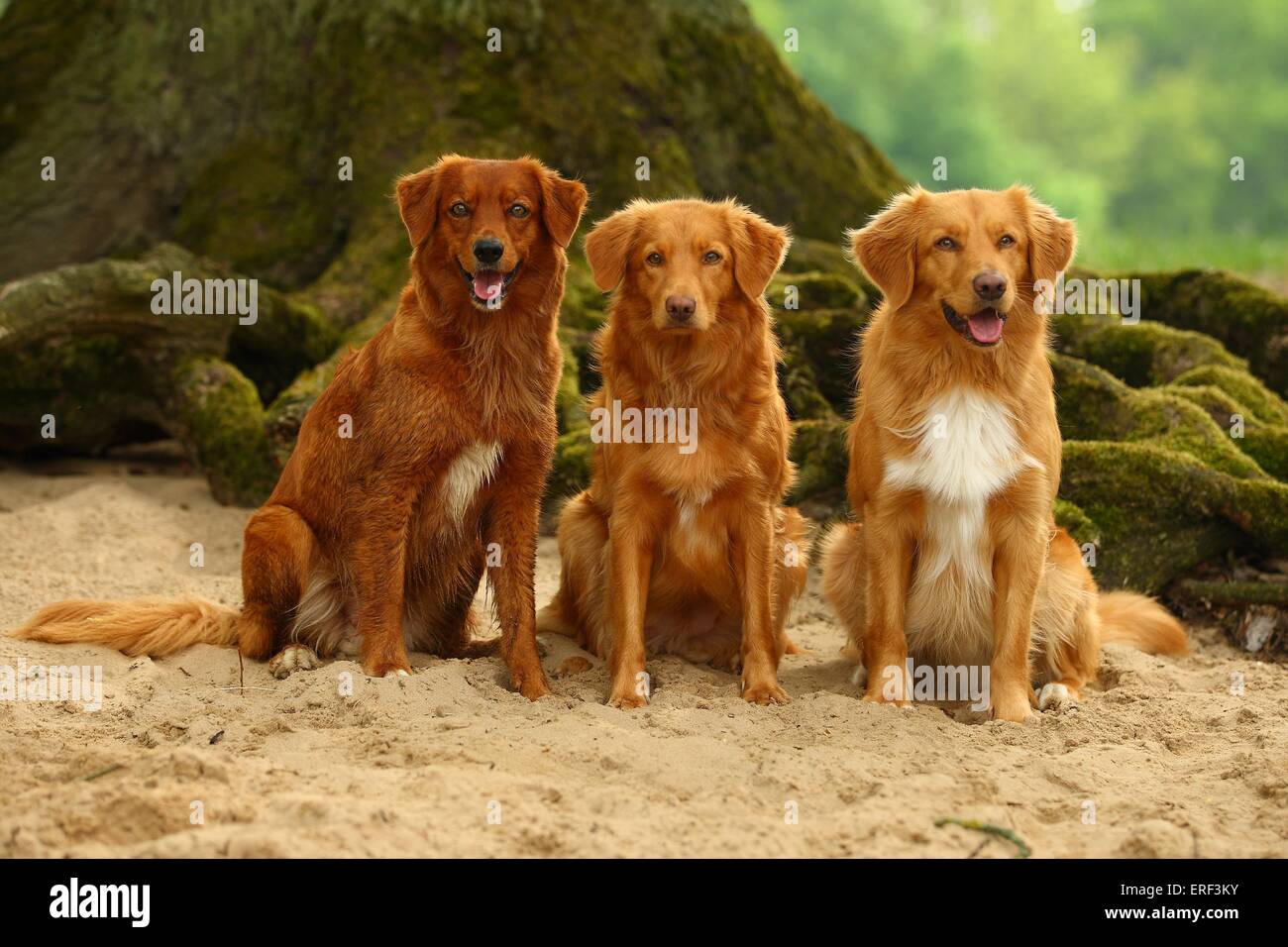 3 Nova Scotia Duck Tolling Retriever Foto Stock