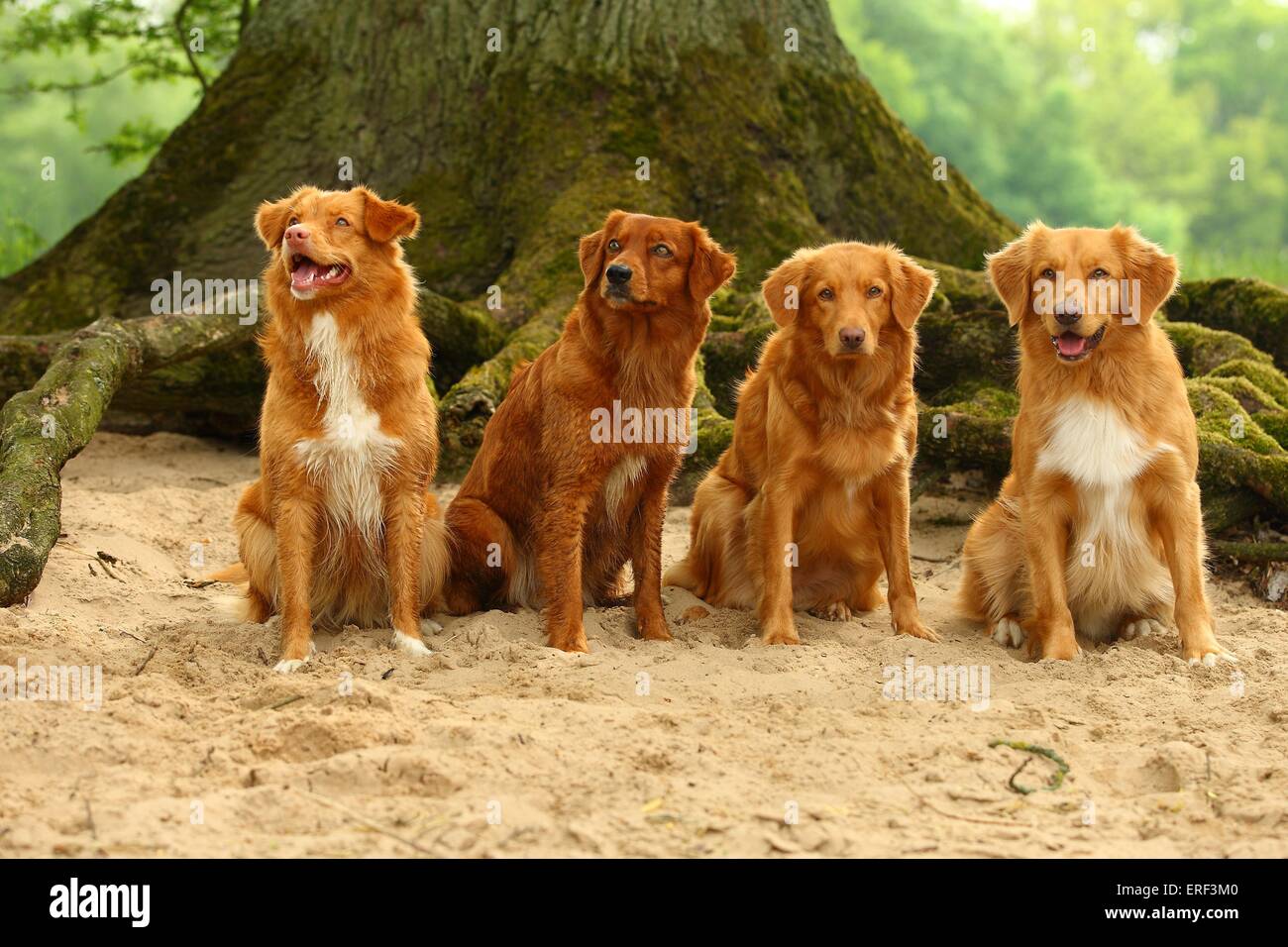4 Nova Scotia Duck Tolling Retriever Foto Stock