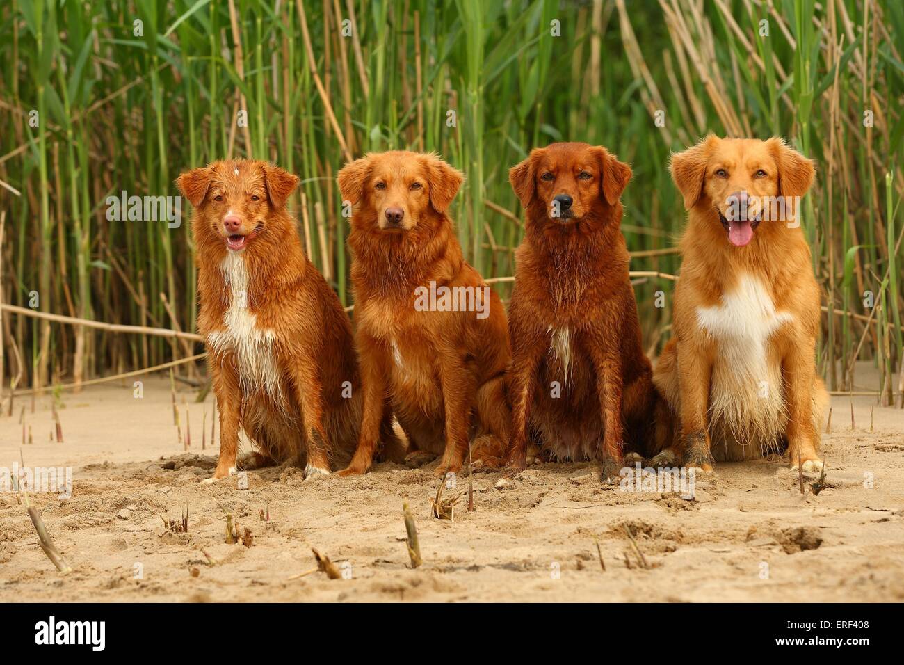 4 Nova Scotia Duck Tolling Retriever Foto Stock